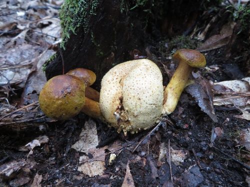 Schmarotzerröhrlinge an Kartoffelbovist; Foto Michael 5.10.24