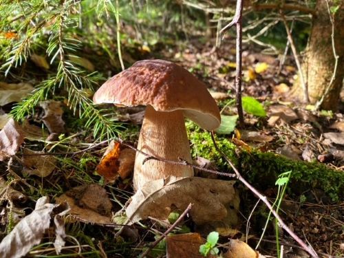 Schöner Steinpilz mit angerautem Hut: Foto Stefan 17.10.24