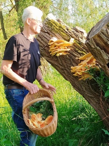 Bernd bei der Ernte von Schwefelporlingen; Foto Monika 20.5.24