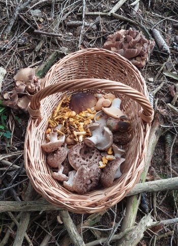 Pilzkorb zwischen Schweinsohren; Foto Martin 25.9.24