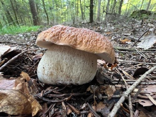 Besonders stämmiger Prachtsteinpilz; Foto Heiko 23.9.24