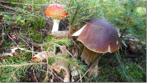 Steinpilz mit Zeigerpilz Fliegenpilz; Foto Hermann 8.10.24