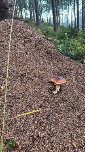 Steinpilz auf Ameisenhügel; Foto Andrea 