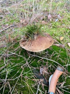 Leicht überständiger Steinpilz, der stehen blieb; Foto Crischi 26.10.24