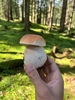 Steinpilz in der Handsänfte; Foto Michael 2.9.24