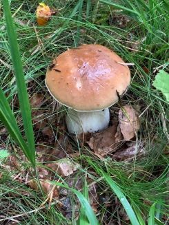 Makelloser Steinpilz im Gras; Foto Hans-Jörg 27.9.24