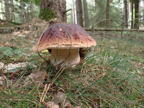 Steinpilz mit Helm statt Hut; Foto Bernd 26.9.24