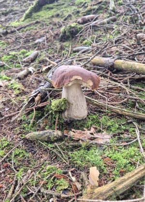 Steinpilz mit Bissstellen; Foto Jörn 13.10.24