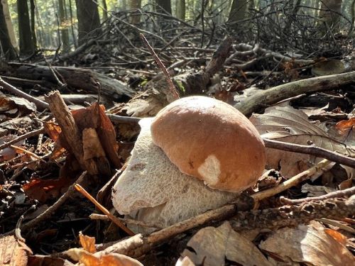 Steinpilz im Laubgezweig; Foto Heiko 22.9.24