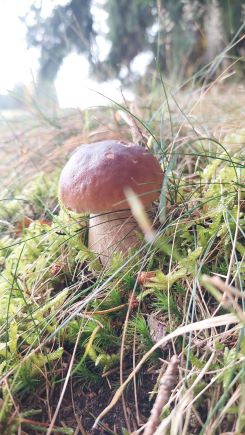 Steinpilz am Waldrand; Foto Martin 19.10.24