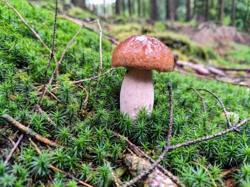 Steinpilz in Nadeljungwuchs; Foto Michael 26.9.24