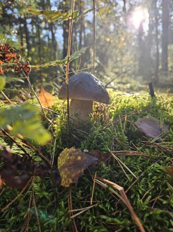 Steinpilz vor Lichteinfall; Foto Frank 12.10.24