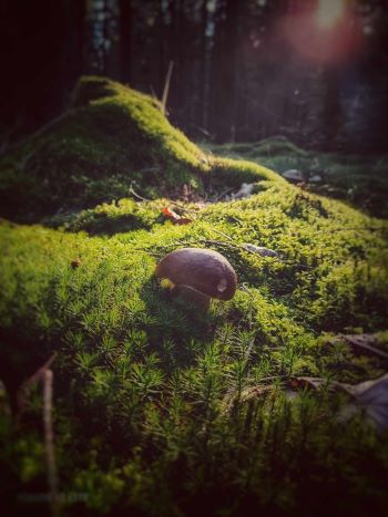 Steinpilz im Dunkel; Foto Jürgen 22.9.24