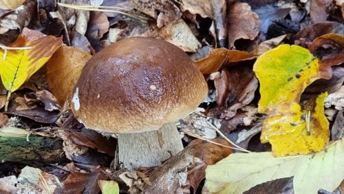 Steinpilz, ganz groß; Foto Steffi 10.10.24