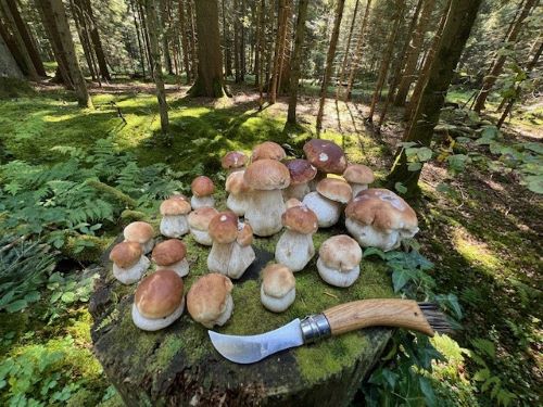 Steinpilzaufmarsch im Stukenmoos; Foto Heiko 22.9.24