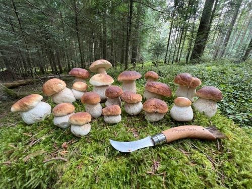 Aufmarsch der Steinpilze im Moos; Foto Heiko 23.9.24