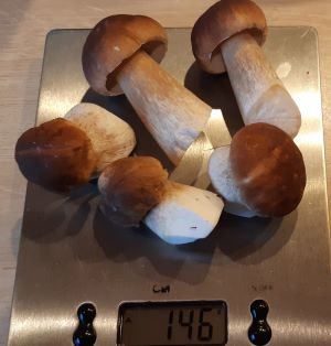 146 Gramm Steinpilze; Foto Helga 11.10.24