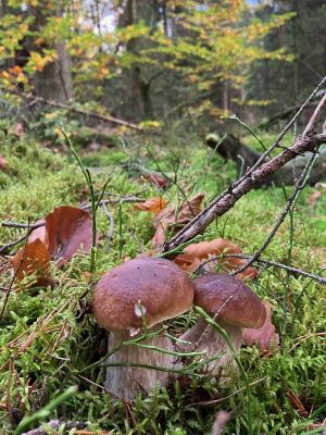 Steinpilze im Wald; Foto Andreas 17.10.24