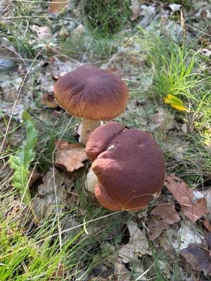 Zwei Steinpilze; Foto Chrischi 28.9.24