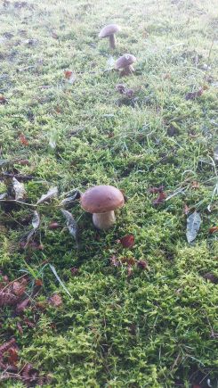 Steinpilze im taunassen Moos; Foto Martin 6.10.24