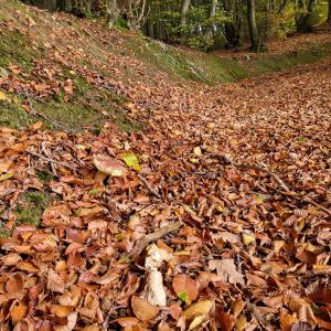 2 überständige Steinpilze mitten auf dem Weg; Foto Antonio 24.10.24