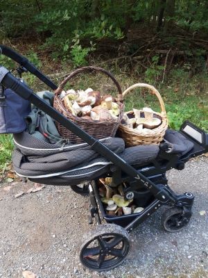 Steinpilze im Kinderwagen; Foto Agnes 28.9.24