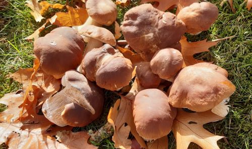 Steinpilze im Laub; Foto Helga 20.10.24