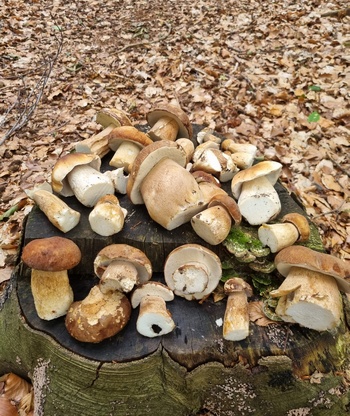 Sommersteinpilze auf einem Baumstumpf (Foto © Daniel) 3.7.23 Pilz-Ticker-Niedersachen