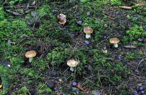 Steinpilzgruppe im Moos; Foto Frank 29.9.24