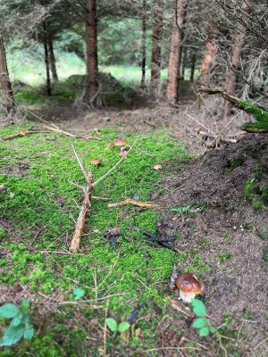 Steinpilzplatz im Kreis Fürstenfeldbruck; Foto Sonny 1.10.24