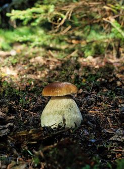 Dicker Stiel, kleiner Hut; Foto Frank 29.9.24