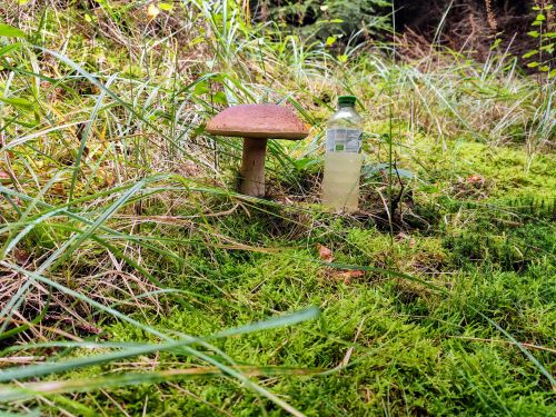 Weitere Großsteinpilz; Foto Michael 30.9.24