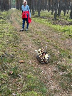 Steinpilzsuche auf dem Waldweg; Foto Klaus 22.10.24