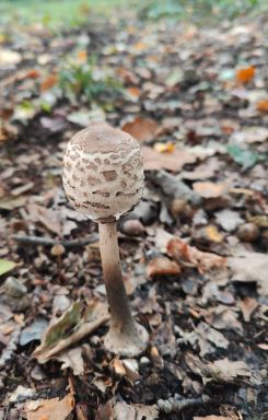 Junger Sternschuppiger Riesenschirmling; Foto Christoph 14.10.24