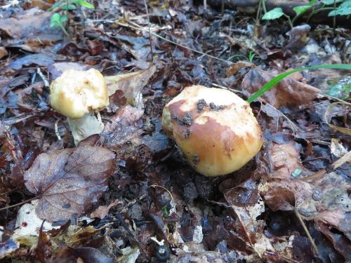 Stinktäublinge ähneln von oben Steinpilzen; Foto Michael 13.9.24