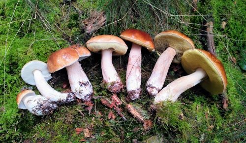 Sieben Steinpilze auf einen Streich; Foto Michael 2.11.24