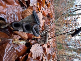 Totentrompeten 1; Foto Heiko 14.11.24