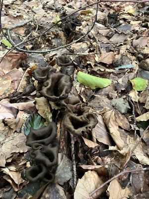 Totentrompeten im Wald; Heike 27.8.23