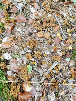 Trompetenpfifferlinge in einer "Luftaufnahme"; Foto Matthias 22.10.24