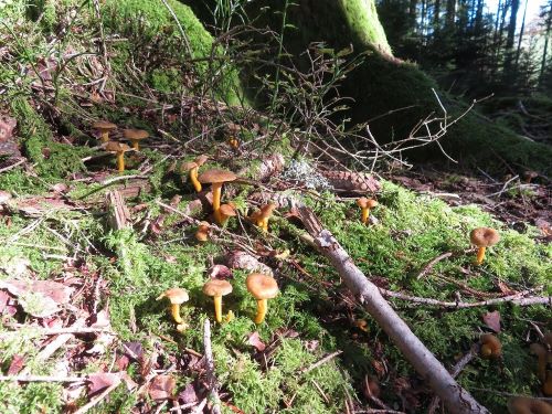 Schönes Habitat für die Trompetenpfifferlinge; Foto Michael 28.10.24