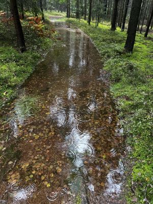 Waldweg bei Triftern unter Wasser; Foto Armin 17.9.24