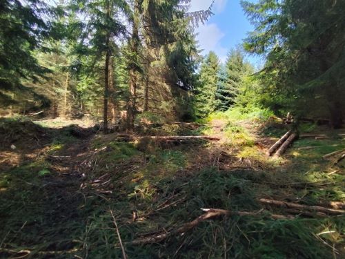 Vom Harvester verwüsteter Waldabschnitt; Foto Michael 11.8.24