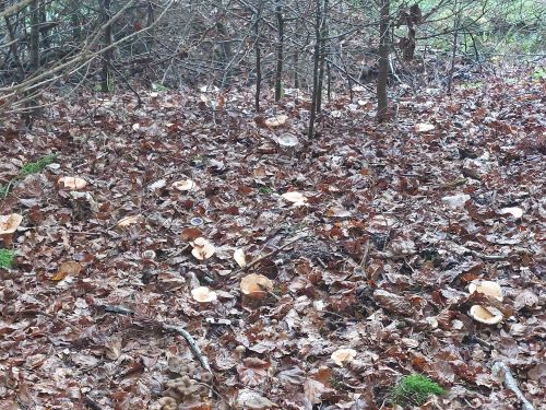 Viele Reizker im Mischwald; Foto Peter 25.10.24