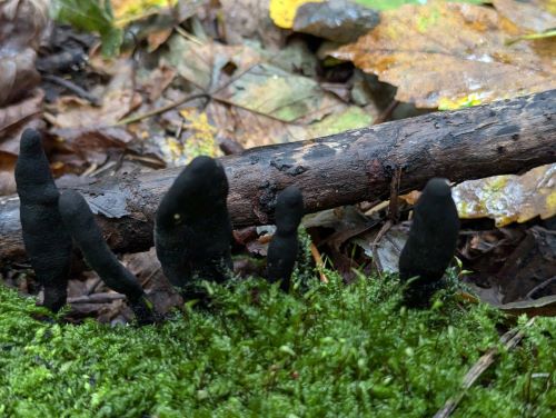 Vielgestalte Holzkeule; Foto Katrin 6.10.24