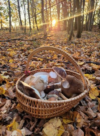 Voller Pilzkorb in hoch herbstlicher Waldkulisse; Foto Verena 25.10.24