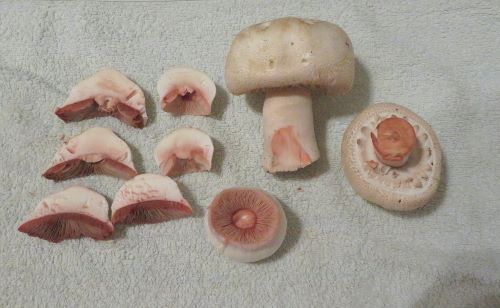 Weißflockige Blutchampignons; Foto Michael 3.10.24