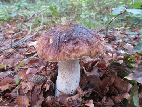 Steinpilz mit rauem, zerklüftetem Hut; Foto Michael 26.9.24